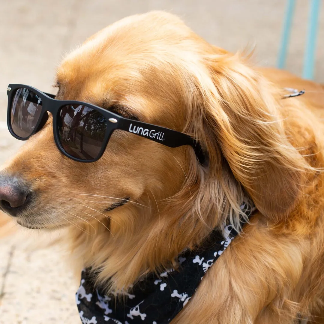 A dog wearing sunglasses beside branded merchandise